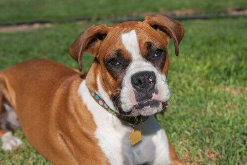 Dogue allemand.