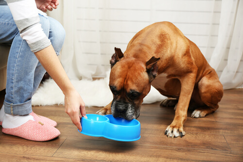 perro comiendo