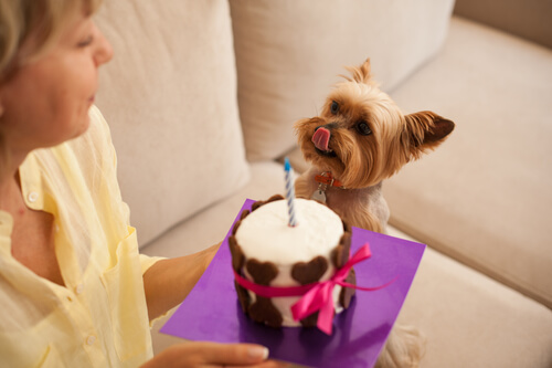 Receta de una tarta de manzana para perros