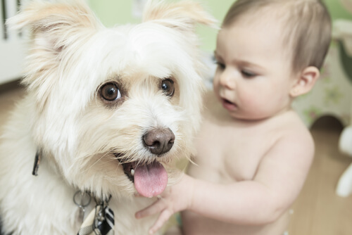 Hazte un regalo: incluye un perro en la vida de tu bebé