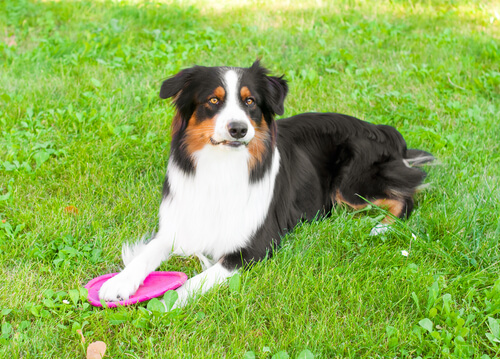Cuando un perro no quiere jugar contigo, puede ser tu culpa
