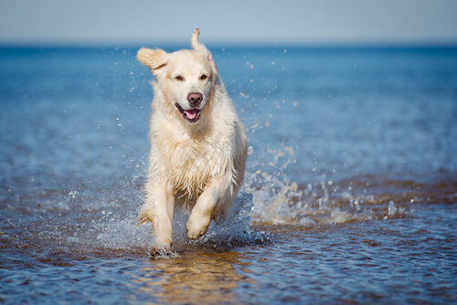 perro corriendo en el agua