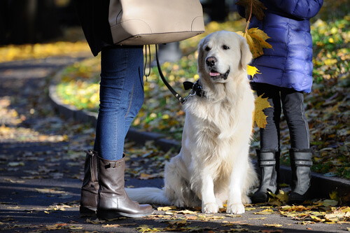 Two women walking a white Golden Retriever eating things off the ground.
