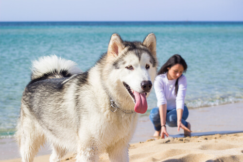 perro de vacaciones