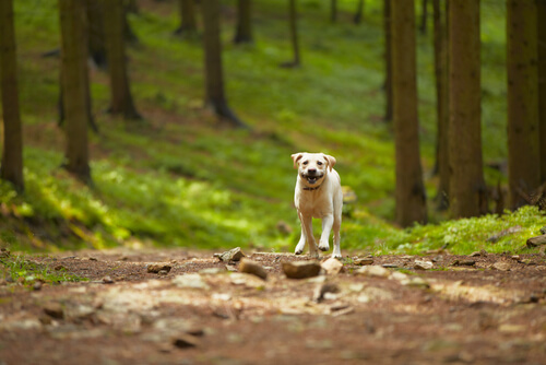 Rescatan a 31 perros que vivían en un bosque con un hombre