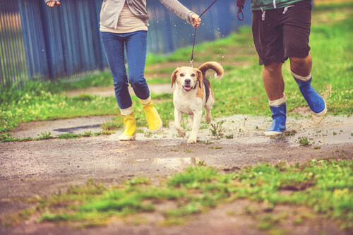 ¿Cómo pasear a tu perro un día de lluvia?