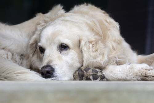 A Retriever dog lying down.