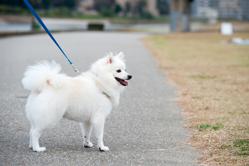 perro paseando