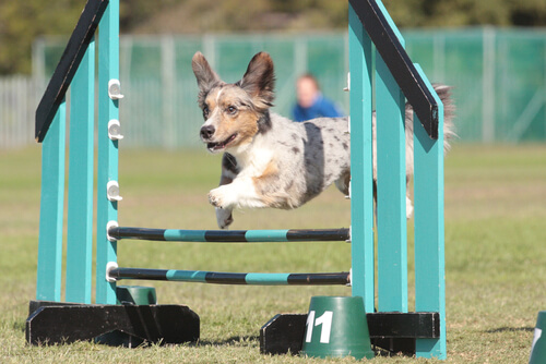 Mascotas practicando deporte