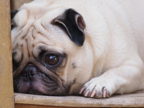 ¿Afecta a los perros la muerte de otra mascota?