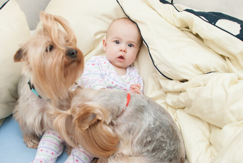 perro y bebe