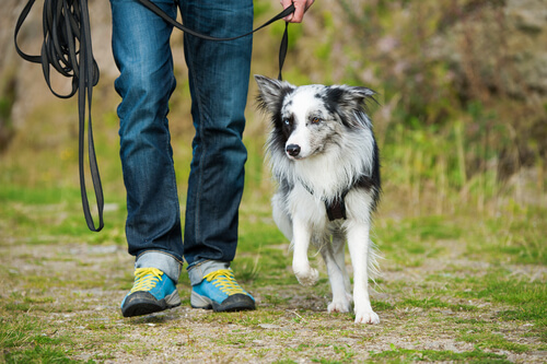 perro y hombre caminando