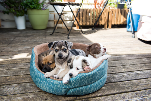 perros en la cama