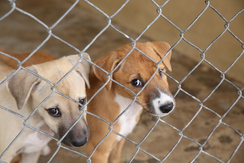 La escalofriante realidad de los perros en Tailandia