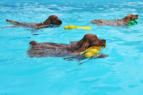 Conoce razones por las que tu perro debe nadar