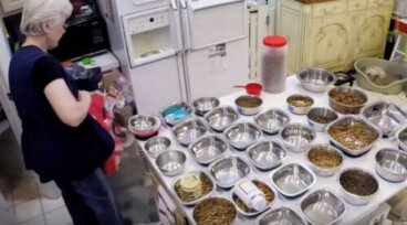 Se crea un hogar de retiro para animales ancianos