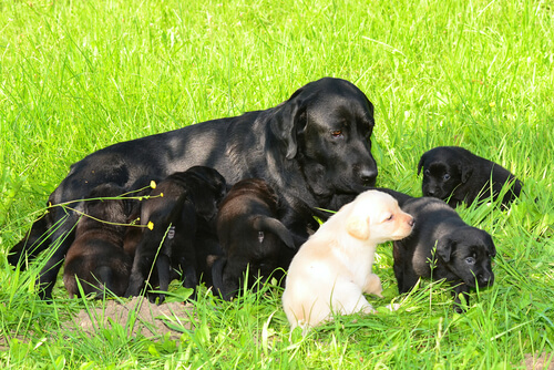 perros y cachorros