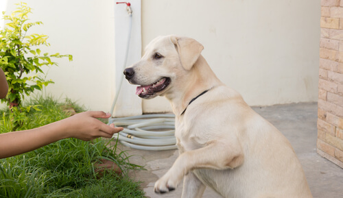 Los primeros auxilios para perros: ¿qué hay que saber?