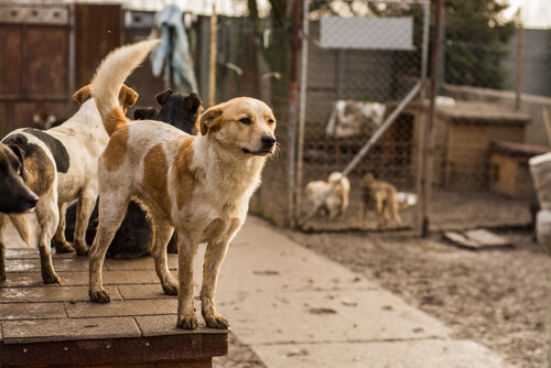 Dog standing in an animal shelter
