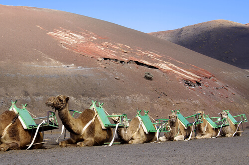 Turismo con camellos en Lanzarote