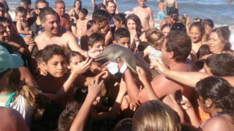 El delfín que murió por culpa de los selfies
