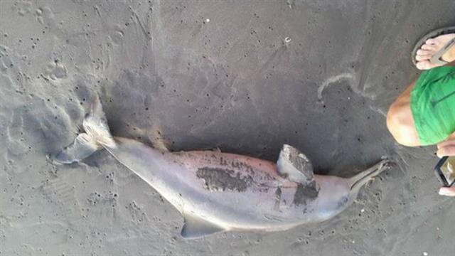 Cuerpo muerto del delfín