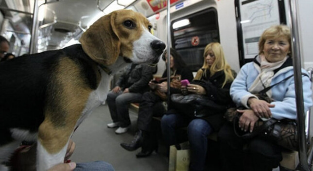 ¡Buenas noticias! Los perros podrán entrar en toda la red de Metro de Madrid