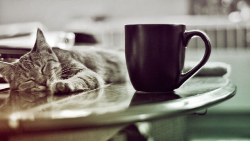 'Cat-café': una cafetería donde poder rodearse de gatos - Mis Animales