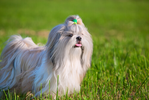 Shih tzu, animales que sueltan pelo