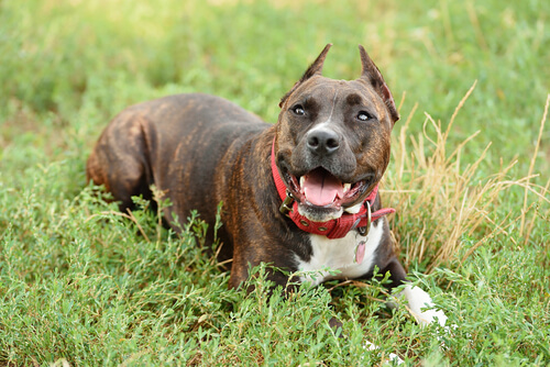 Perro staffordshire bull terrier acostado en el cesped