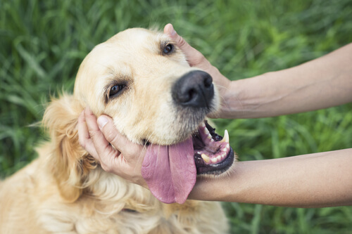 Técnica Ttouch, acariciando a un perro