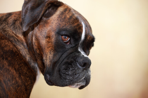 Cabeza de un perro boxer