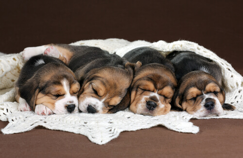 A litter of sleeping beagle puppies.