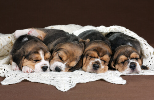 Cachorros de perro beagle durmiendo