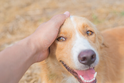 como se siente tu perro