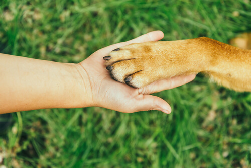 Por qué es importante cortar las uñas de tu perro