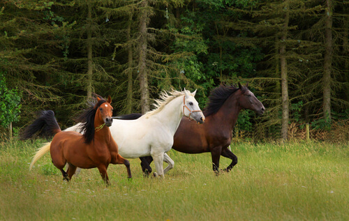 La cría de caballos en libertad