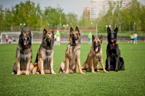 cuidador de perros