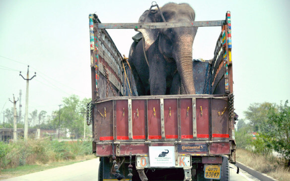 Elefante trasportato su un camion