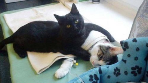 el gato veterinario 2
