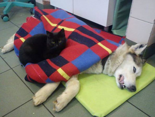 El gato veterinario que cuida de otros gatos