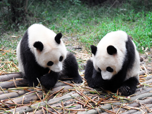 Los osos pandas pueden pasar hasta 14 horas alimentándose.