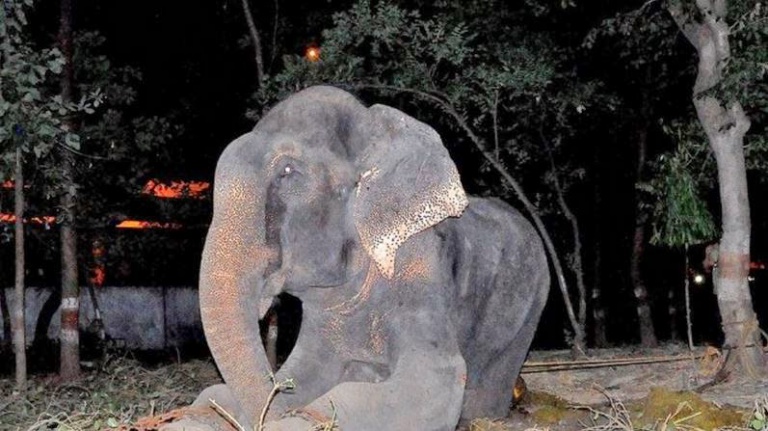 Raju, el elefante lloró tras ser rescatado por una ONG 