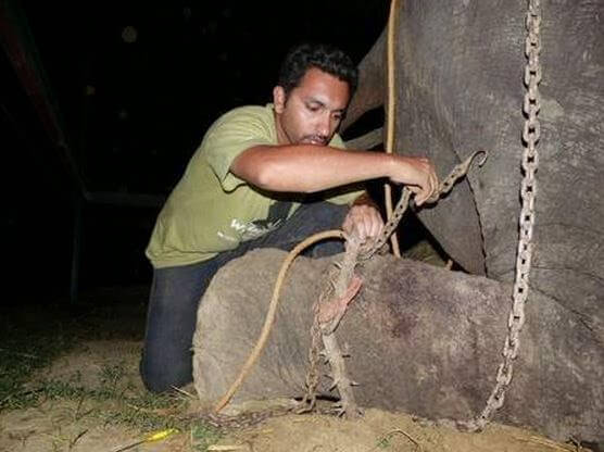 Raju, elefante maltratado