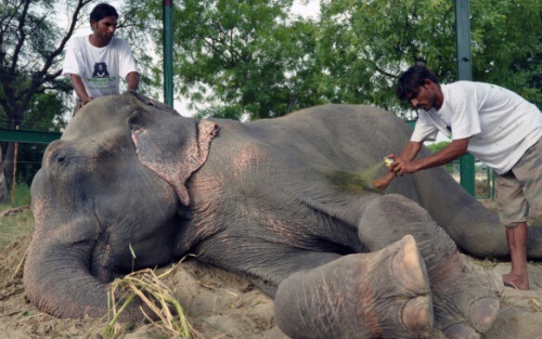 Elefante viene curato in India