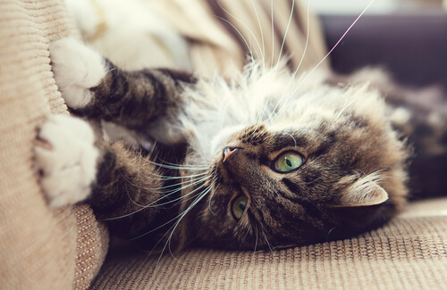 Consejos para que tu gato no dañe tus muebles