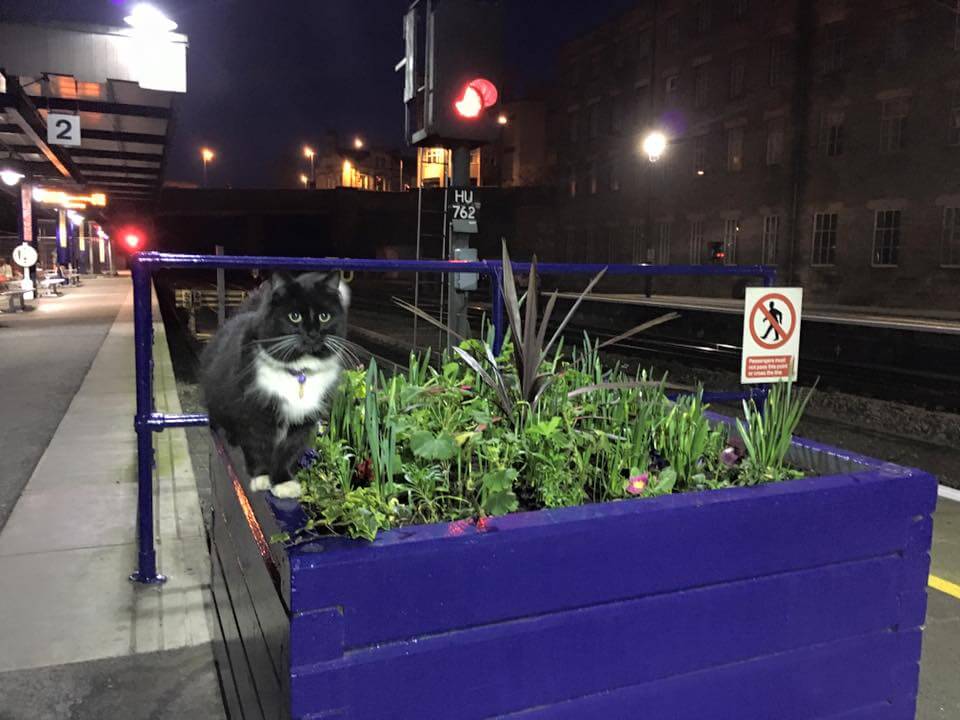 gato que trabaja en la estación de tren