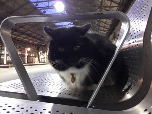Gato que trabaja en la estación de tren