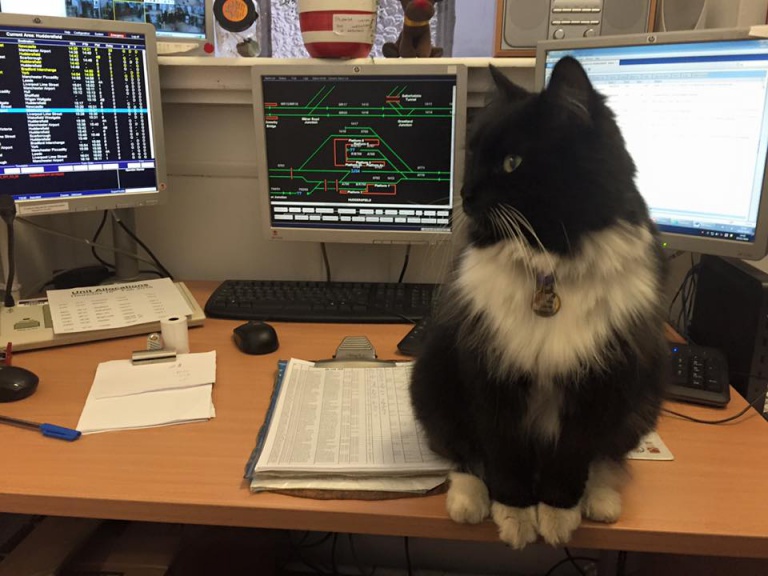 Félix, un gato que trabaja en la estación de tren