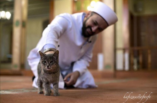 Un imán de Estambul abre una mezquita para los gatos callejeros 